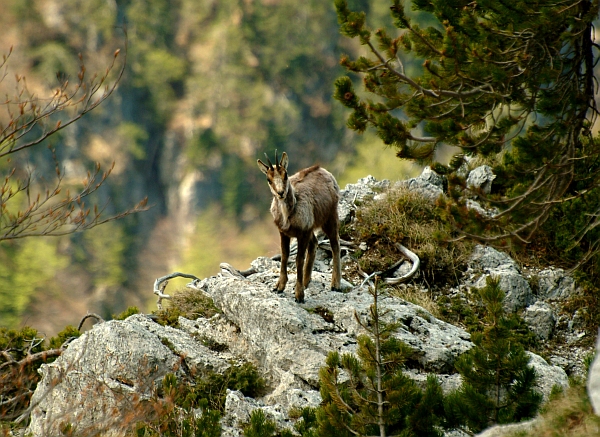 Camoscio d''Abruzzo Rupicapra pyrenaica ornata